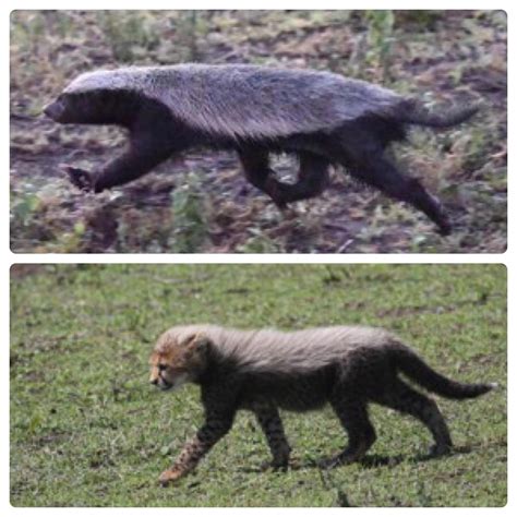 184 best Mimicry images on Pholder | Succulents, Awwducational and