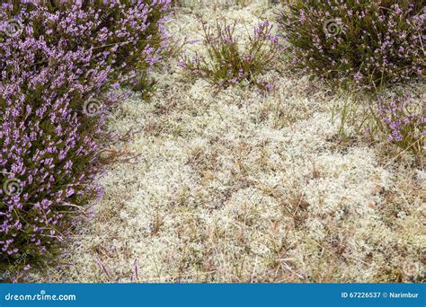 Closeup Heather Moss Backgrounds Stock Photos Free And Royalty Free