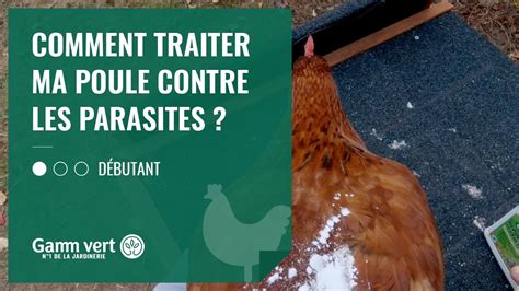 Pourquoi Il Ne Faut Pas Donner Du Pain Aux Poules Animaux Info