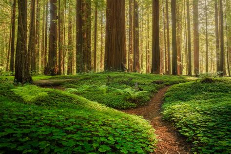 California Redwoods Photography Workshop — Chris Byrne Fine Art Photography