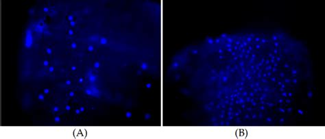 Biomimetic Structured Porogen Freeform Fabrication System For Tissue