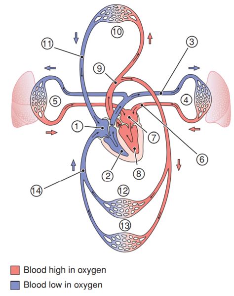 Chapter 9 Circulation Diagram Quizlet