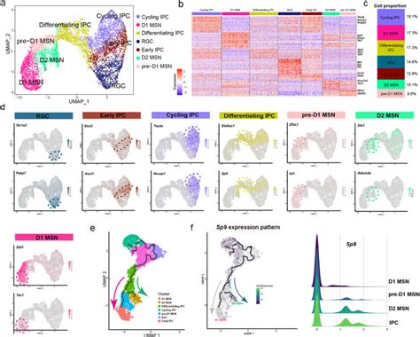 Transcription Factor Sp Is A Negative Regulator Of D Type Msn