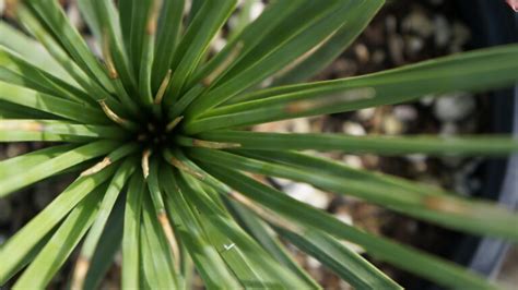 ᐅ Yucca Palme Krankheiten erkennen und bekämpfen