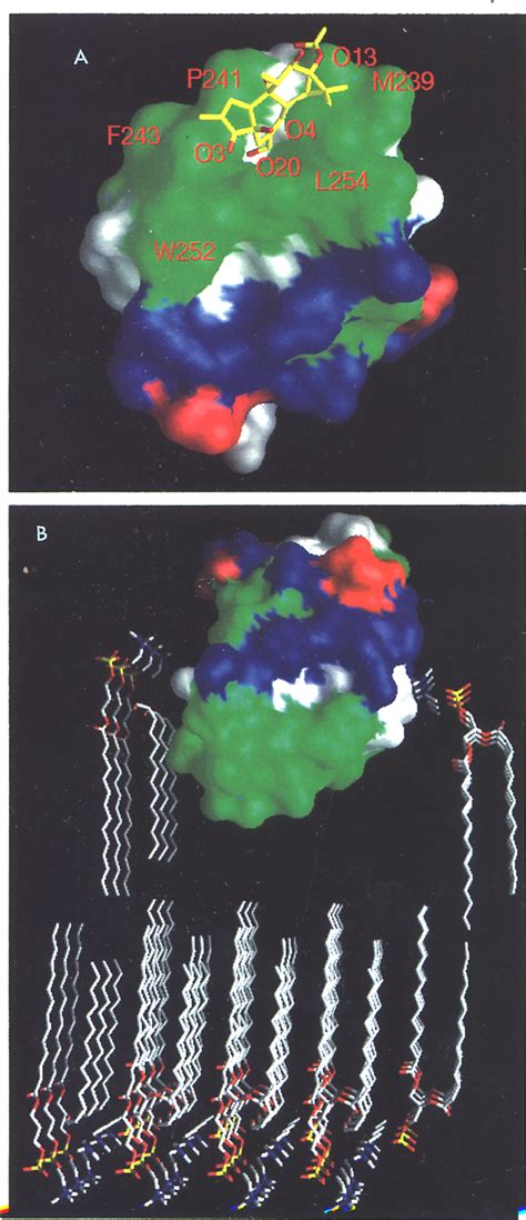 Figure From Crystal Structure Of The Cys Activator Binding Domain Of