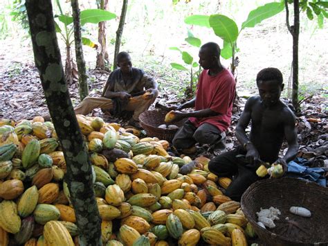 Cocoa Production In Ghana Pod Breaking In A Cocoa Farm In Flickr