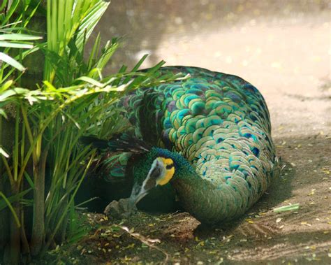 Яванский павлин (54 фото) - красивые фото и картинки pofoto.club