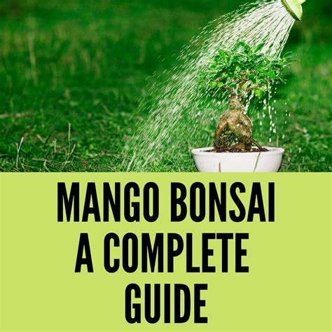 Grow Mango Bonsai Tree in 5 Easy Steps (2023) – Gardening For You