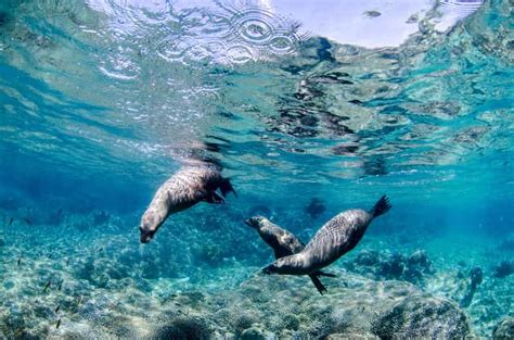 Parque Marino De Cabo Pulmo Excursi N De Buceo Getyourguide