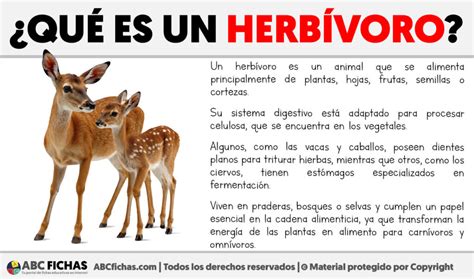 Que es un herbivoro - ABC Fichas