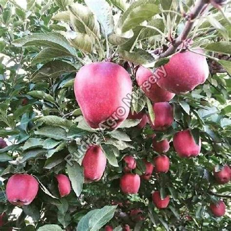 Coated Hrmn Apple Plant For Agriculture Feature Hybrid At Rs