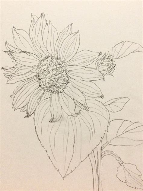 flower sketch Helianthus annuus on Behance