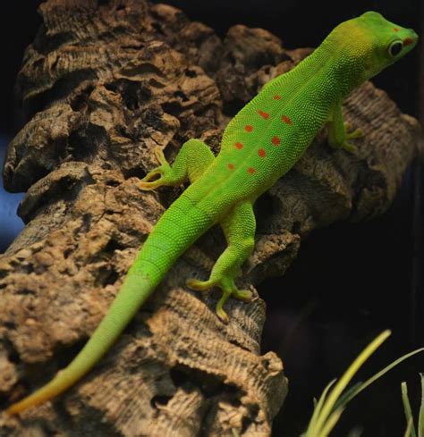 Crimson Giant Day Gecko