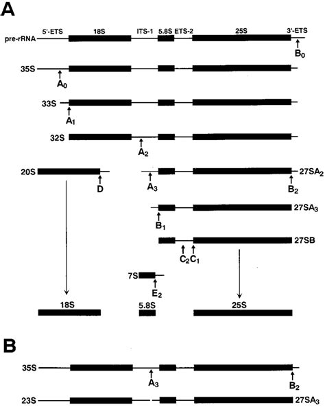 Processing Of Pre Rrna In Yeast S Cerevisiae A The Major Processing