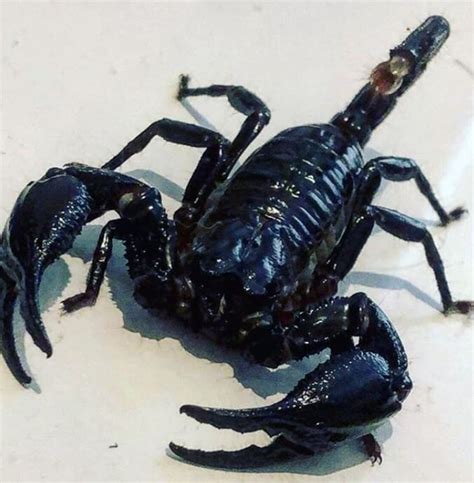 Top 150 Names Scorpions Names Best Ways To Name Your Pet Scorpion