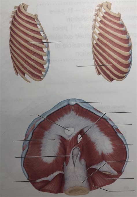 Muscles Of Respiration Diagram Quizlet