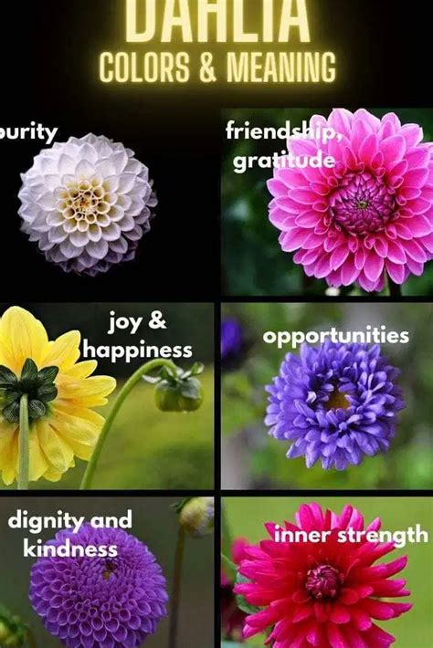 Unveiling the Divine Symbolism: The Spiritual Meaning of Dahlia Revealed