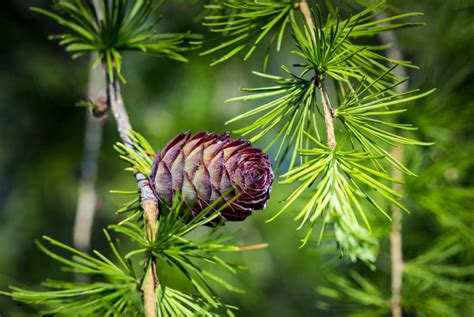 Larch Tree Info: How To Grow And Care For The Larch Tree