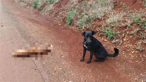 Homem que matou cachorro golpes de terçado é preso no interior do