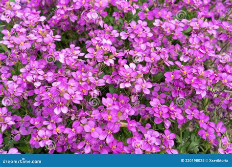 Aubretia Or Aubrieta Spreading Evergreen Small Violet Or Purple Flowers