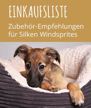 Der Silken Windsprite Im Rasseportrait 2023 GoldenMerlo Hundeblog