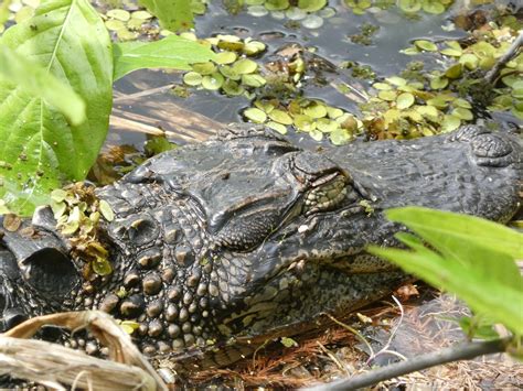 American Alligator From Hillsborough County Fl Usa On March