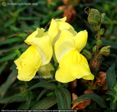 Yellow snapdragon | Antirrhinum majus