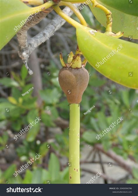 Mangrove Fruit Images: Browse 3,084 Stock Photos & Vectors Free ...