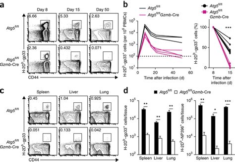 Survival Defects Of Atg Deficient T Cells During The Contraction Phase