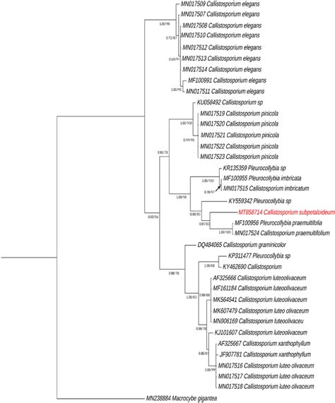 Phylogeny Of Selected Members Based On A Bayesian And Maximum