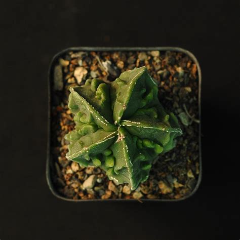 Astrophytum Myriostigma Fukuryu India S Online Garden Store Buy