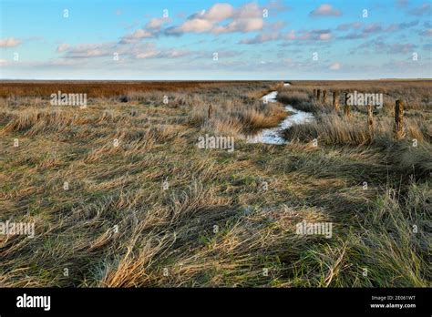 A salt marsh in the Lower Saxony Wadden Sea, Germany. The fences and ...