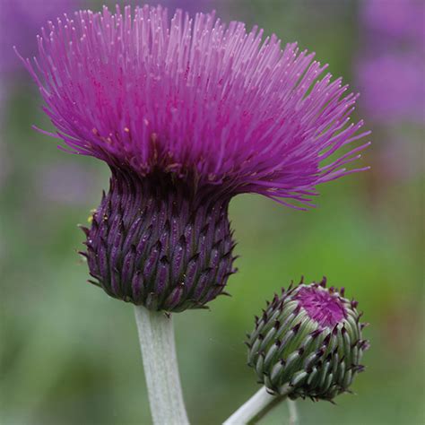 Cirsium Plant Collection From Mr Fothergills Seeds And Plants