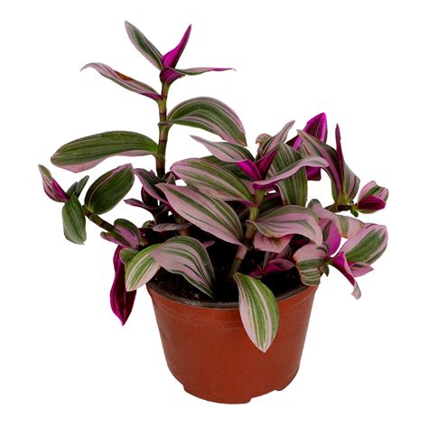 PLANTA NATURAL TRADESCANTIA NANOUK 6 PULGADAS The Home Depot México