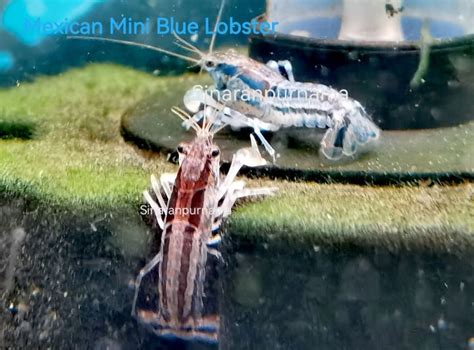 Mexican Dwarf Blue Lobster / Blue Dwarf Crayfish / Live Crayfish / Live Mini Lobster /Live Dwarf ...