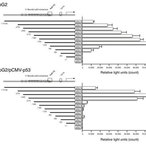 Deletion Analysis Of Igfbp Promoter For The Induction By P Hepg