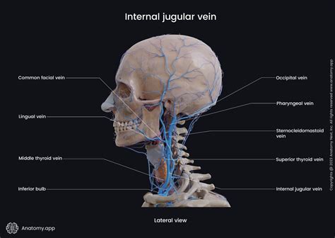 Internal jugular vein | Encyclopedia | Anatomy.app | Learn anatomy | 3D ...