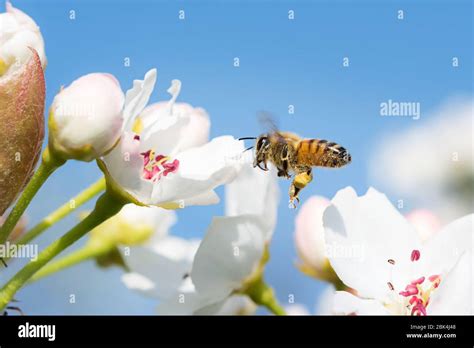 Bee Flying From A Flower To Another In A Beautiful Spring Sunny Day