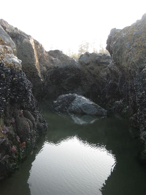 Национальный парк Пасифик-Рим - Британская Колумбия, Канада - где ...