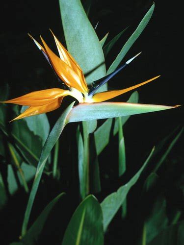 How to Repair Bird of Paradise Leaves | ehow