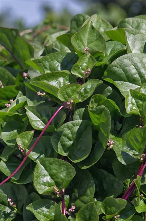 Different Types Of Spinach Plants