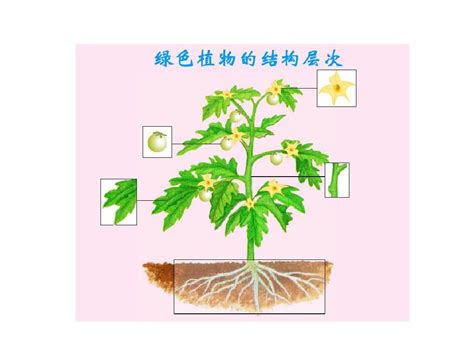 2013年秋七年级生物上册第三节植物体的结构层次word文档在线阅读与下载免费文档