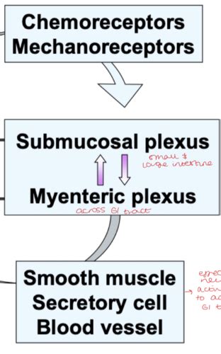 Introduction To Gi Physiology Gi Tract Flashcards Quizlet