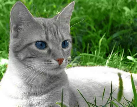 Blue Eyed Grey Tabby Cat