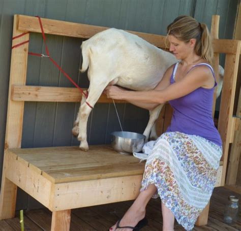 How To Milk A Goat In 10 Easy Steps And How To Properly Store The Milk