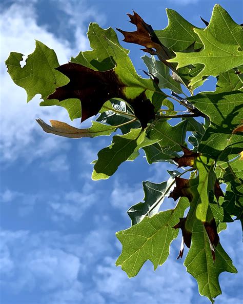 Oak Wilt Symptoms in Red Oaks | ArborCare & Consulting