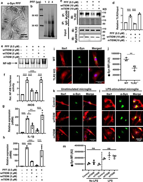 Preformed α Syn Fibril Pff Induced Tlr2 Activation In Download