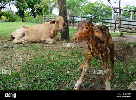 Attending sick cow in RIVERA . Department of Huila. COLOMBIA Stock ...