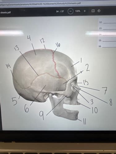 Cranium Bones Flashcards Quizlet