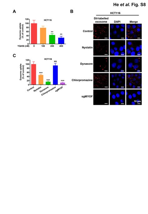 A Potent And Selective Small Molecule Inhibitor Of Myoferlin Attenuates